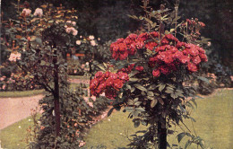 Arbre - Rosiers - Carte Postale Ancienne - Bomen