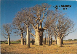 Australie -  Darwin   -  - A Group  Of Boat Trees In The Kimberley Region Of Western Austra - Arbre - Darwin