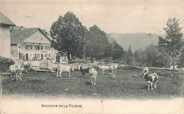 Souvenir De La Tourne Vaches 1909 Rochefort Ferme Jura Alpage Génisses - Rochefort