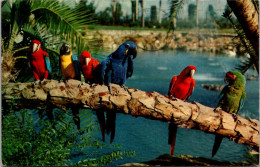 Florida Tampa Busch Gardens Trained Parrots 1965 - Tampa