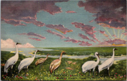 Colorado Denver Colorado Museum Of Natural History Whooping Crane Group Aransas Texas Curteich - Denver