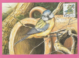 Carte Maximum - Belgique - 1987 - A.Buzin - Mésange Bleue - 1981-1990