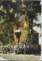 76 ALLOUVILLE BELLEFOSSE (Seine Mar.) Chêne âgé De 1200 Ans Renfermant Deux Chapelles1966 Edit. "Gaby" Artaud N° 5 - Allouville-Bellefosse