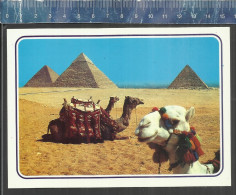 GIZA -  THE PYRAMIDS ( CAMELS ) - ATTALIA CARDS - Piramiden