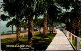 Florida Daytona Palmettos On South Beach Street - Daytona