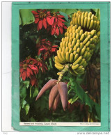 BANANAS AND POINSETTIA - Lanzarote