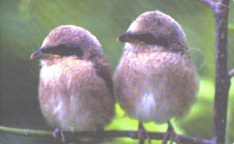 Romania:Used Phonecard, Rom Telecom, 100000 Lei, Flower, Birds, 2000 - Songbirds & Tree Dwellers