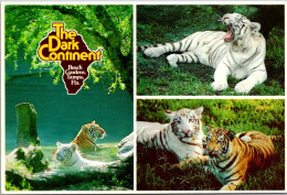 Florida Tampa Busch Gardens The Dark Continent White Tiger Multi View - Tampa