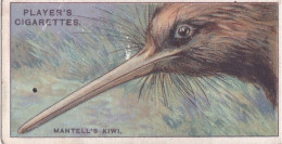 Curious Beaks 1929 - Players Cigarette Cards -  30 Mantell's Kiwi - Player's