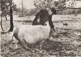 Cpsm 10x15. En Périgord. (Paysan Et Son Cochon) La Recherche Des Truffes - Pigs