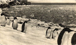PC ILES FALKLAND, PINGUINS, Vintage Postcard (b48525) - Islas Malvinas