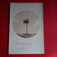 CARTE PHOTO DANNEMARIE NID DE CIGOGNE - Dannemarie