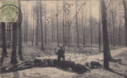 Brussel, Bruxelles, Les Moutons Dans Le Bois De Cambre, Sheep, Shephert, Schapen, Herder (pk85642) - Petits Métiers