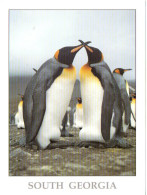 Antarctique SOUTH GEORGIA 2023 - Grytviken Museum (carte Format 15 X 20) CP2 - Autres & Non Classés