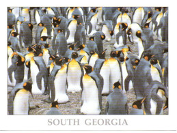 Antarctique SOUTH GEORGIA 2023 - Grytviken Museum (carte Format 15 X 20) CP3 - Sonstige & Ohne Zuordnung