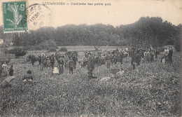 CPA 95 LUZARCHES / CUEILLETTE DES PETITS POIS - Luzarches