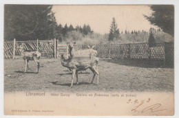 Libramont   Hôtel Duroy   Gibiers En Ardennes (cerfs Et Biches) - Libramont-Chevigny