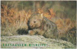 AUSTRALIAN WILDLIFE Wombat Marsupial Ad Stamp On Glossy Photo Paper 11 X 17 Cm Sur Papier Glacé Epais - Autres & Non Classés