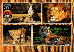 2-9-2023 (4 T 5) Australia - NSW - Dubbo Western Plain Zoo (lion - Tigers & Cheetah) - Dubbo