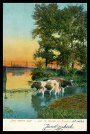 * ZUTPHEN - Een Warme Dag - Aan De Berkel Bij Zutphen - Vaches Dans La Rivière - Edit. D.T.C.L. - 1903 - Zutphen