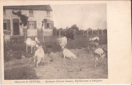 Belgique - Genval - Chèvrerie - Quelques Chèvres Saanen, Pyrénéennes Et Indigènes Goat - Rixensart