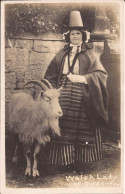 Royaume-Uni - Welsh Lady - Dyserth Goat - Denbighshire