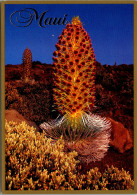 Hawaii Maui Haleakala The Silversword PLant - Maui