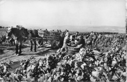 Agriculture * Vendanges En Champagne * Le Raisin Quitte La Vigne * Vendangeurs Vin Alcool - Vignes