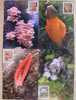 Maxi Cards Taiwan 2010 Wild Mushrooms Stamps (I) Mushroom Fungi Flora Bamboo Edible - Cartoline Maximum
