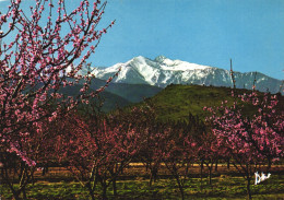 ROUSSILLON, LE CANIGOU, PYRENEES ORIENTALES, MOUNTAIN, FLOWERS, GARDEN, FRANCE - Roussillon