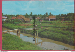 SINGAPOUR---SINGAPORE Vegetable Farm---cpm GF - Singapur