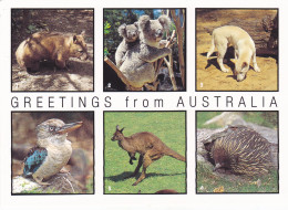 CPA - GREETINGS FROM AUSTRALIA, WOMBAT, KOALA & BABY, DINGO, KOOKABURRA, KANGAROO, ECHIDNA - AUSTRALIA - Autres & Non Classés