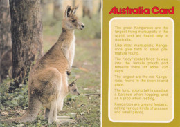 CPA - THE GREAT KANGAROOS, MARSUPIALS, AND DATES, AUSTRALIA CARD - AUSTRALIA - Autres & Non Classés