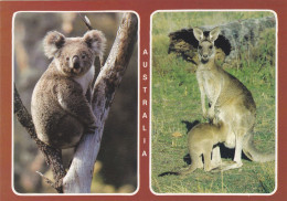 CPA -2 FAVOURITE AUSTRALIANS!, KOALA, KANGAROO - AUSTRALIA - Autres & Non Classés