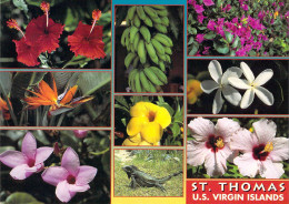 Saint Thomas - Faune Et Flore - Multivues - Virgin Islands, US