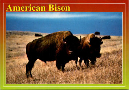 South Dakota Black Hills Custer State Park American Bison Or Buffalo - Mount Rushmore