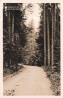 SUISSE - Soleure - Partie De Forêt Près De La Haltenegg - Carte Postale Ancienne - Soleure