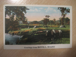 BOVILL Idaho Greetings From Cow Bull Postcard USA - Other & Unclassified
