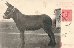 ANIMAUX - Âne - L'élevage En Poitou IV Spécimen De La Race Renommée Des Baudets Poitevins - Carte Postale Ancienne - Donkeys