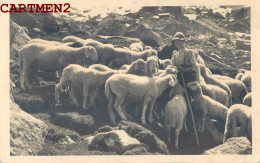 CARTE PHOTO : SAINT-MORITZ TROUPEAU DE MOUTONS BERGER ALPAGE OTHMAR RUTZ ST MORITZ SUISSE  - Saint-Moritz