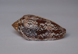 Conus Pyramidalis - Seashells & Snail-shells