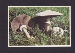 CPSM 1 Euro Champignon Mushrom Dos Explicatif Prix De Départ 1 Euro - Funghi