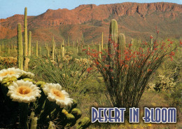 USA-ARIZONA-CACTUS-DESERT IN BLOOM - Cactusses