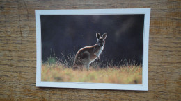 Australie , The Région Of Arnhem , Wallaby - Autres & Non Classés