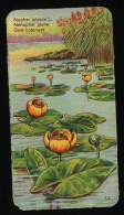 Côte D'Or - Botanica - 1954 - 14 - Nuphar, Nénuphar Jaune, Geel Boterwat, Gele Plomp - Côte D'Or