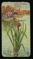 Côte D'Or - Botanica - 1954 - 21 - Butomus, Jonc Fleuri, Zwanebloem - Côte D'Or