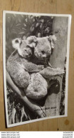 AUSTRALIA : Koala Baby Bear ............. 6291 - Autres & Non Classés
