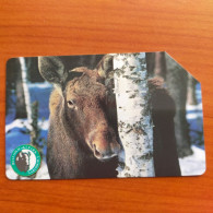 Poland - Bialowieski National Park - Moose - 1070 - Poland