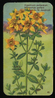 Côte D'Or - Botanica - 1954 - 45 - Hypericum, Millepertuis Perforé, St. Janskruid - Côte D'Or