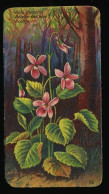 Côte D'Or - Botanica - 1954 - 52 - Viola, Violette, Viooltje - Côte D'Or